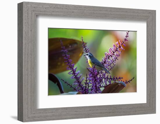 A Bananaquit Feeds from a Purple Flowering Plant in the Atlantic Rainforest-Alex Saberi-Framed Photographic Print