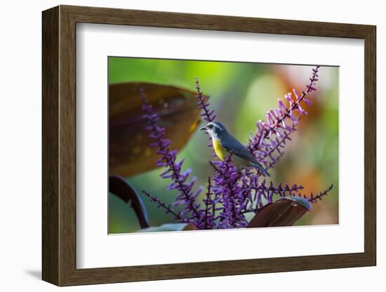 A Bananaquit Feeds from a Purple Flowering Plant in the Atlantic Rainforest-Alex Saberi-Framed Photographic Print