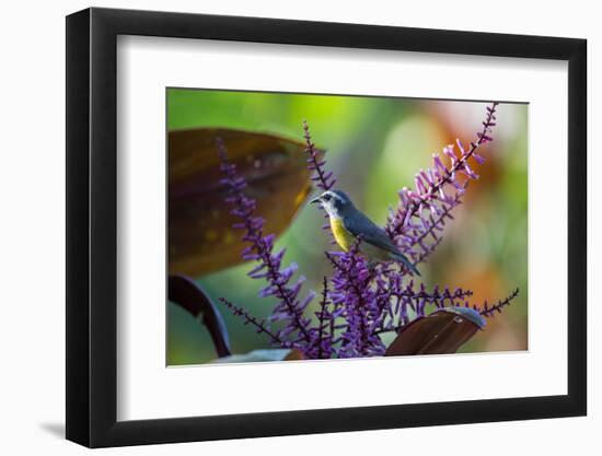 A Bananaquit Feeds from a Purple Flowering Plant in the Atlantic Rainforest-Alex Saberi-Framed Photographic Print