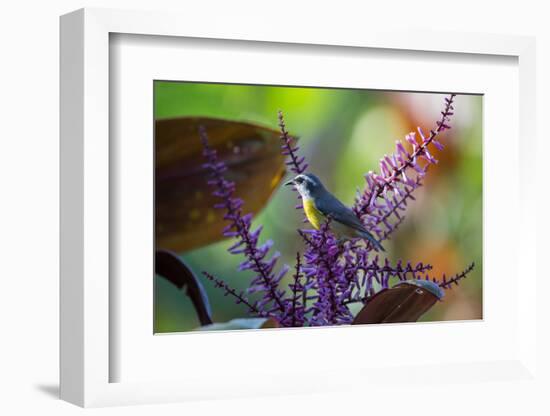 A Bananaquit Feeds from a Purple Flowering Plant in the Atlantic Rainforest-Alex Saberi-Framed Photographic Print