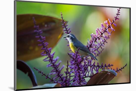A Bananaquit Feeds from a Purple Flowering Plant in the Atlantic Rainforest-Alex Saberi-Mounted Photographic Print