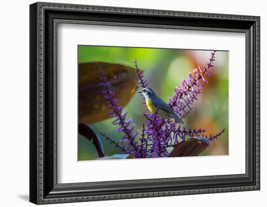 A Bananaquit Feeds from a Purple Flowering Plant in the Atlantic Rainforest-Alex Saberi-Framed Photographic Print