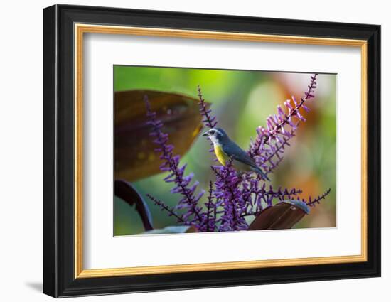 A Bananaquit Feeds from a Purple Flowering Plant in the Atlantic Rainforest-Alex Saberi-Framed Photographic Print