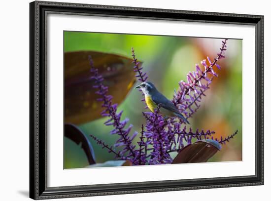 A Bananaquit Feeds from a Purple Flowering Plant in the Atlantic Rainforest-Alex Saberi-Framed Photographic Print