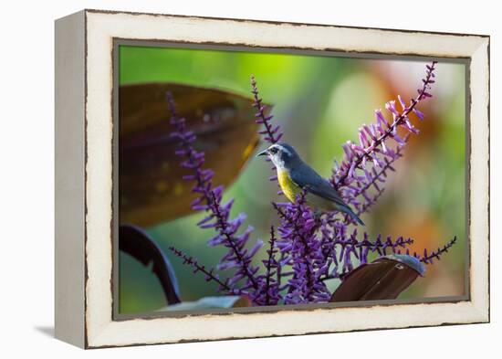 A Bananaquit Feeds from a Purple Flowering Plant in the Atlantic Rainforest-Alex Saberi-Framed Premier Image Canvas