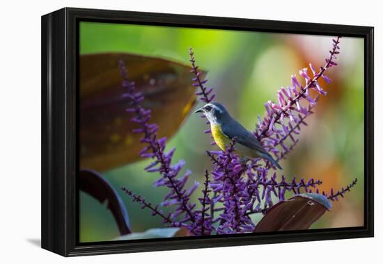 A Bananaquit Feeds from a Purple Flowering Plant in the Atlantic Rainforest-Alex Saberi-Framed Premier Image Canvas