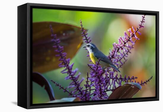 A Bananaquit Feeds from a Purple Flowering Plant in the Atlantic Rainforest-Alex Saberi-Framed Premier Image Canvas