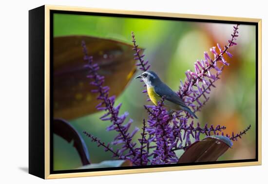 A Bananaquit Feeds from a Purple Flowering Plant in the Atlantic Rainforest-Alex Saberi-Framed Premier Image Canvas