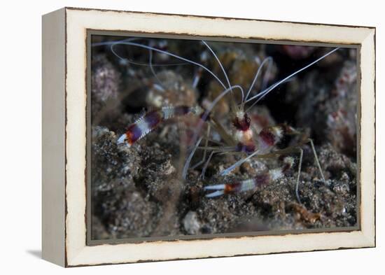 A Banded Coral Shrimp Crawls on the Seafloor-Stocktrek Images-Framed Premier Image Canvas