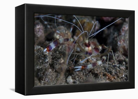 A Banded Coral Shrimp Crawls on the Seafloor-Stocktrek Images-Framed Premier Image Canvas