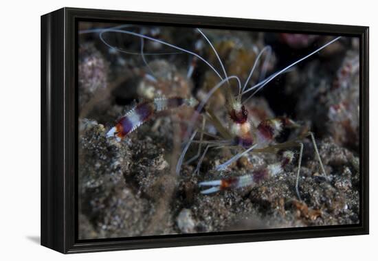 A Banded Coral Shrimp Crawls on the Seafloor-Stocktrek Images-Framed Premier Image Canvas