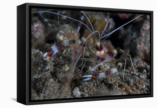 A Banded Coral Shrimp Crawls on the Seafloor-Stocktrek Images-Framed Premier Image Canvas