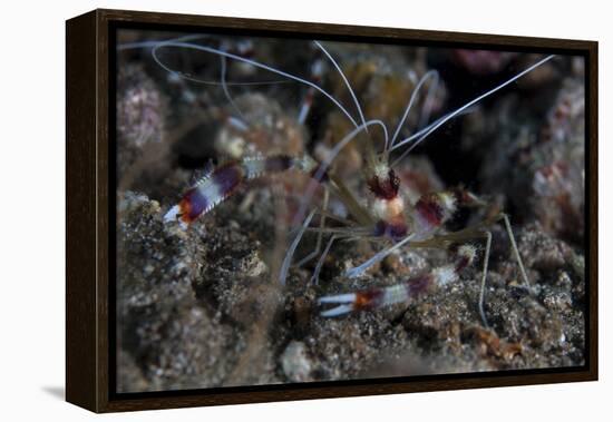 A Banded Coral Shrimp Crawls on the Seafloor-Stocktrek Images-Framed Premier Image Canvas