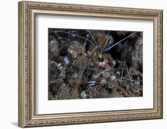 A Banded Coral Shrimp Crawls on the Seafloor-Stocktrek Images-Framed Photographic Print