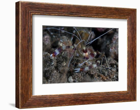 A Banded Coral Shrimp Crawls on the Seafloor-Stocktrek Images-Framed Photographic Print