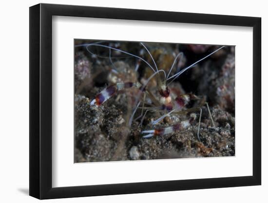 A Banded Coral Shrimp Crawls on the Seafloor-Stocktrek Images-Framed Photographic Print