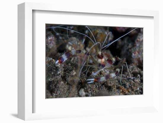 A Banded Coral Shrimp Crawls on the Seafloor-Stocktrek Images-Framed Photographic Print