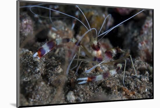 A Banded Coral Shrimp Crawls on the Seafloor-Stocktrek Images-Mounted Photographic Print