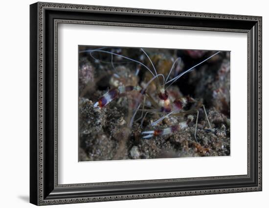 A Banded Coral Shrimp Crawls on the Seafloor-Stocktrek Images-Framed Photographic Print