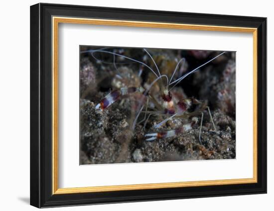 A Banded Coral Shrimp Crawls on the Seafloor-Stocktrek Images-Framed Photographic Print