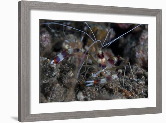 A Banded Coral Shrimp Crawls on the Seafloor-Stocktrek Images-Framed Photographic Print