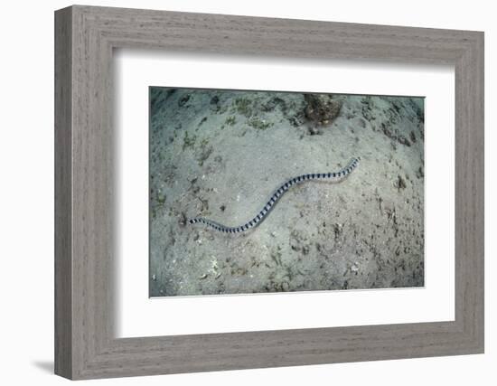 A Banded Sea Snake Swims over the Seafloor in Indonesia-Stocktrek Images-Framed Photographic Print