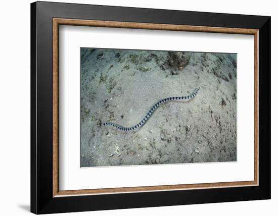 A Banded Sea Snake Swims over the Seafloor in Indonesia-Stocktrek Images-Framed Photographic Print