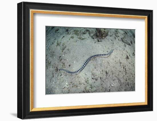 A Banded Sea Snake Swims over the Seafloor in Indonesia-Stocktrek Images-Framed Photographic Print