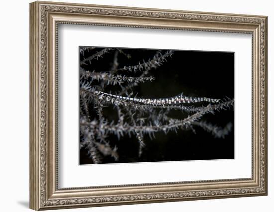 A Banded Tozeuma Shrimp Camouflages Itself in Black Coral-Stocktrek Images-Framed Photographic Print