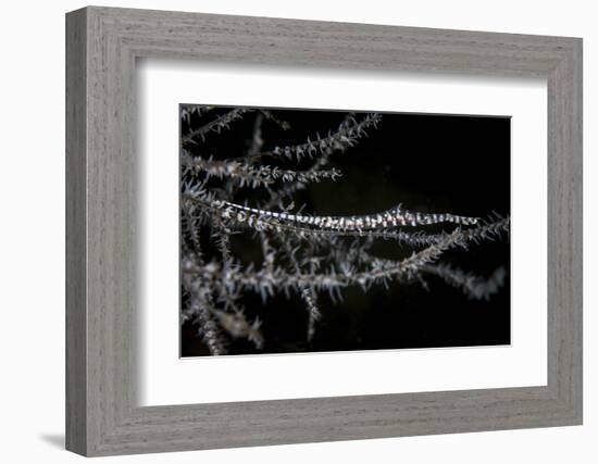 A Banded Tozeuma Shrimp Camouflages Itself in Black Coral-Stocktrek Images-Framed Photographic Print