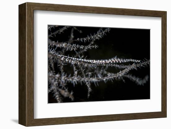 A Banded Tozeuma Shrimp Camouflages Itself in Black Coral-Stocktrek Images-Framed Photographic Print