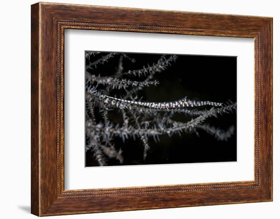 A Banded Tozeuma Shrimp Camouflages Itself in Black Coral-Stocktrek Images-Framed Photographic Print