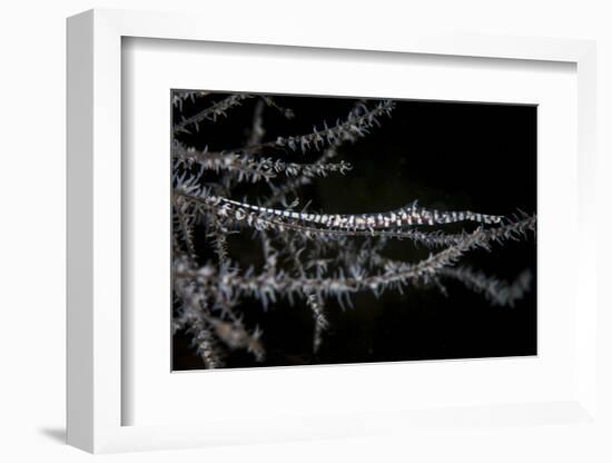 A Banded Tozeuma Shrimp Camouflages Itself in Black Coral-Stocktrek Images-Framed Photographic Print