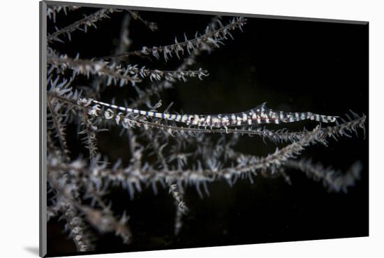 A Banded Tozeuma Shrimp Camouflages Itself in Black Coral-Stocktrek Images-Mounted Photographic Print