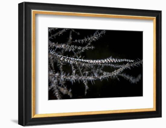 A Banded Tozeuma Shrimp Camouflages Itself in Black Coral-Stocktrek Images-Framed Photographic Print