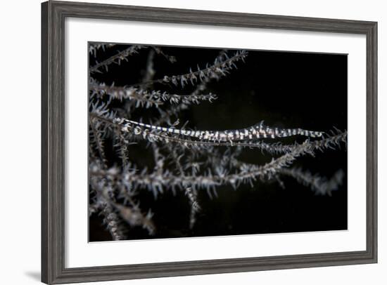 A Banded Tozeuma Shrimp Camouflages Itself in Black Coral-Stocktrek Images-Framed Photographic Print