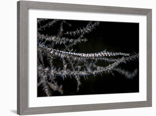 A Banded Tozeuma Shrimp Camouflages Itself in Black Coral-Stocktrek Images-Framed Photographic Print