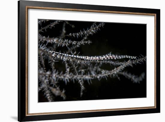 A Banded Tozeuma Shrimp Camouflages Itself in Black Coral-Stocktrek Images-Framed Photographic Print