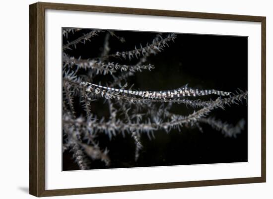 A Banded Tozeuma Shrimp Camouflages Itself in Black Coral-Stocktrek Images-Framed Photographic Print