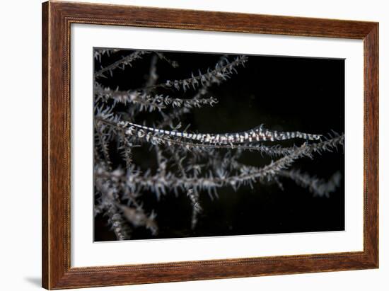 A Banded Tozeuma Shrimp Camouflages Itself in Black Coral-Stocktrek Images-Framed Photographic Print