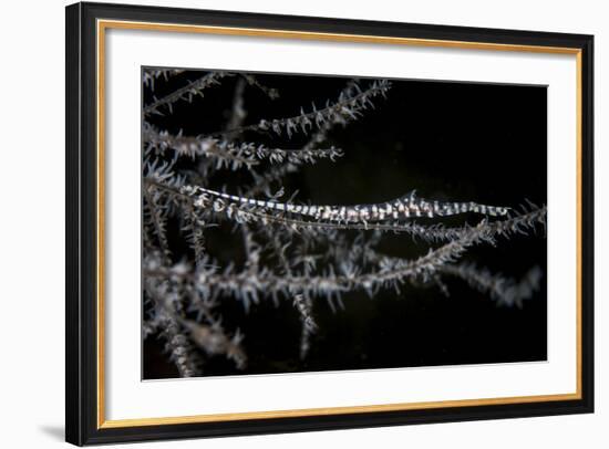 A Banded Tozeuma Shrimp Camouflages Itself in Black Coral-Stocktrek Images-Framed Photographic Print