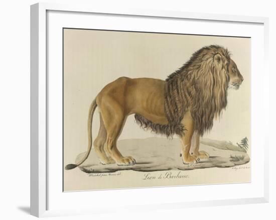 a Barbary Lion-null-Framed Giclee Print