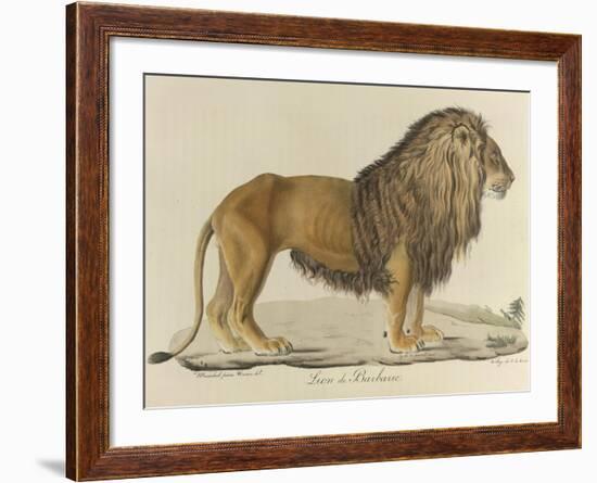 a Barbary Lion-null-Framed Giclee Print