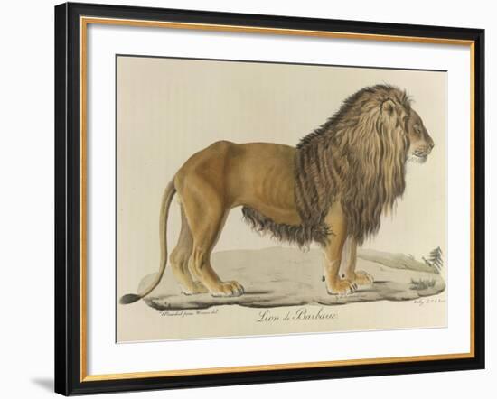 a Barbary Lion-null-Framed Giclee Print