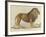 a Barbary Lion-null-Framed Giclee Print