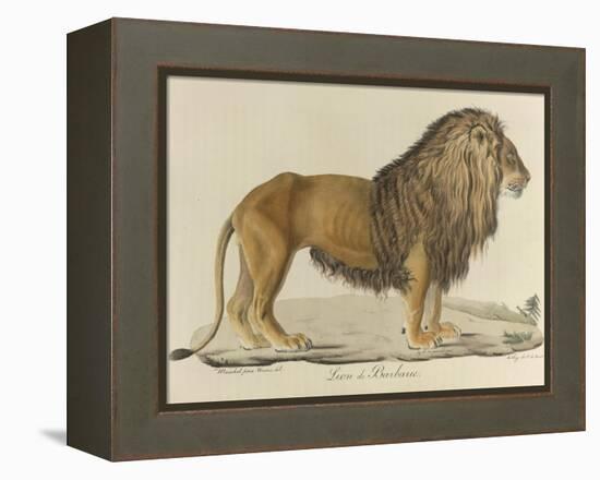 a Barbary Lion-null-Framed Premier Image Canvas