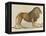 a Barbary Lion-null-Framed Premier Image Canvas