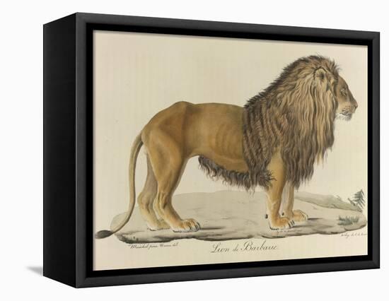 a Barbary Lion-null-Framed Premier Image Canvas