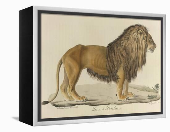 a Barbary Lion-null-Framed Premier Image Canvas