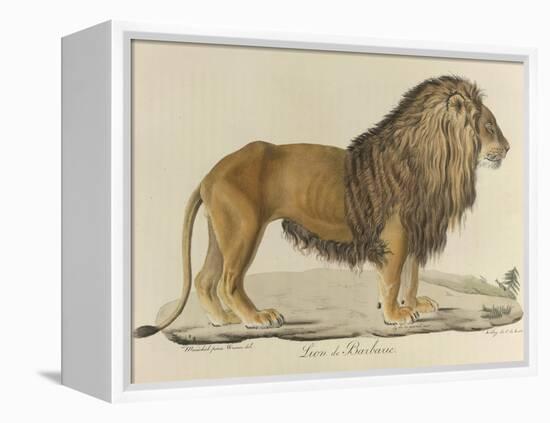 a Barbary Lion-null-Framed Premier Image Canvas